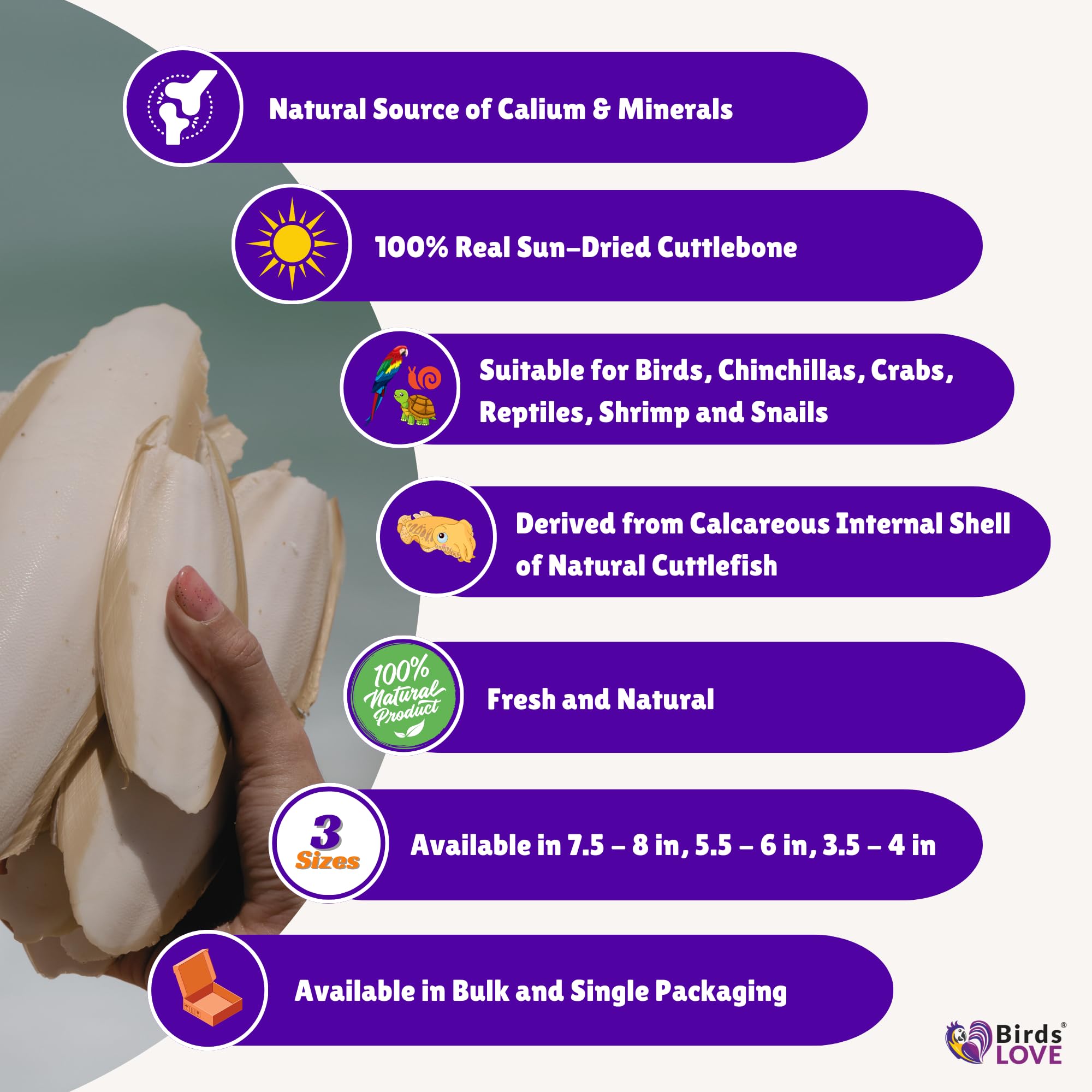 Birds LOVE Natural Cuttlebone - Premium Calcium for Cockatiel, Parrots, Tortoise, Snails, Crabs and Chinchillas - Pure Cuttlebon